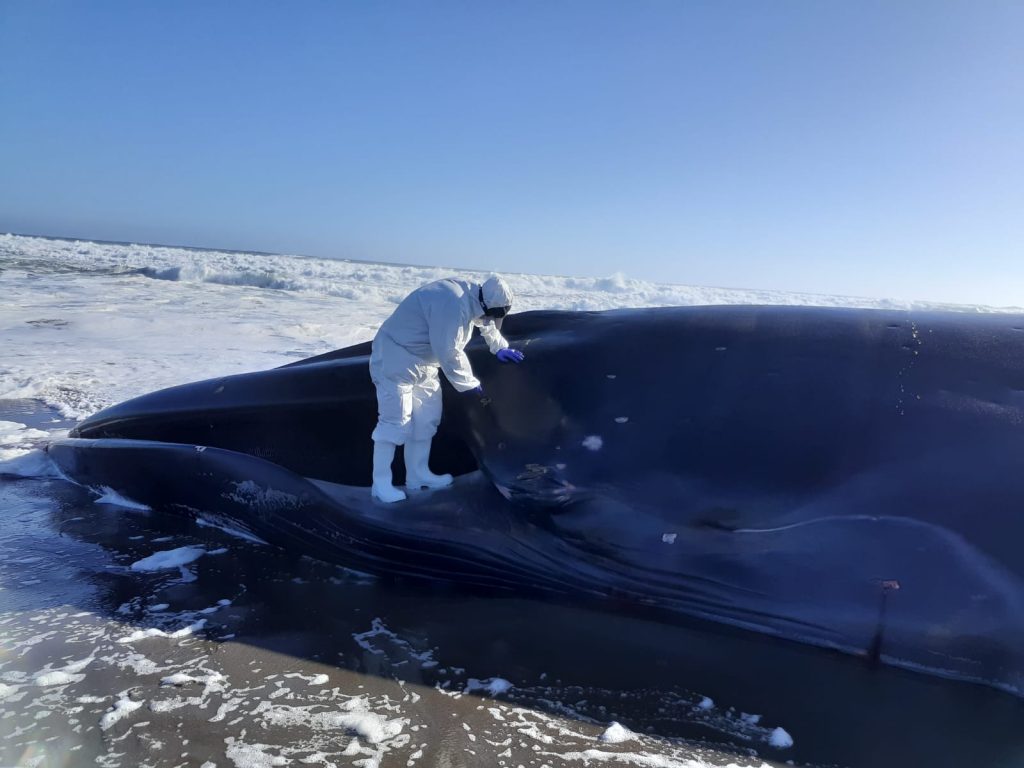 Sernapesca realizó despliegue por varamiento de ballena en playa de Huentelauquén