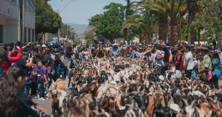 Illapel invita a participar del Día de la Trashumancia