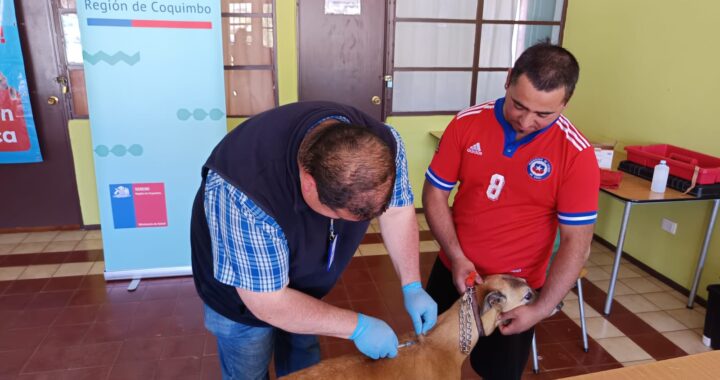 Vacunan más de 300 mascotas en Illapel tras confirmación de 2 murciélagos con Rabia