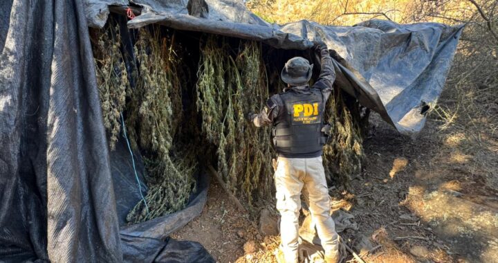 PDI decomisa cultivos de cannabis en quebradas del valle de Quilimarí